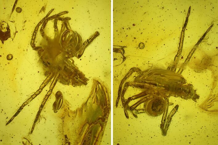 Two Fossil Spiders and a Springtail in Baltic Amber #207551